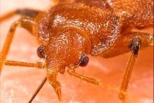 Bed bug closeup